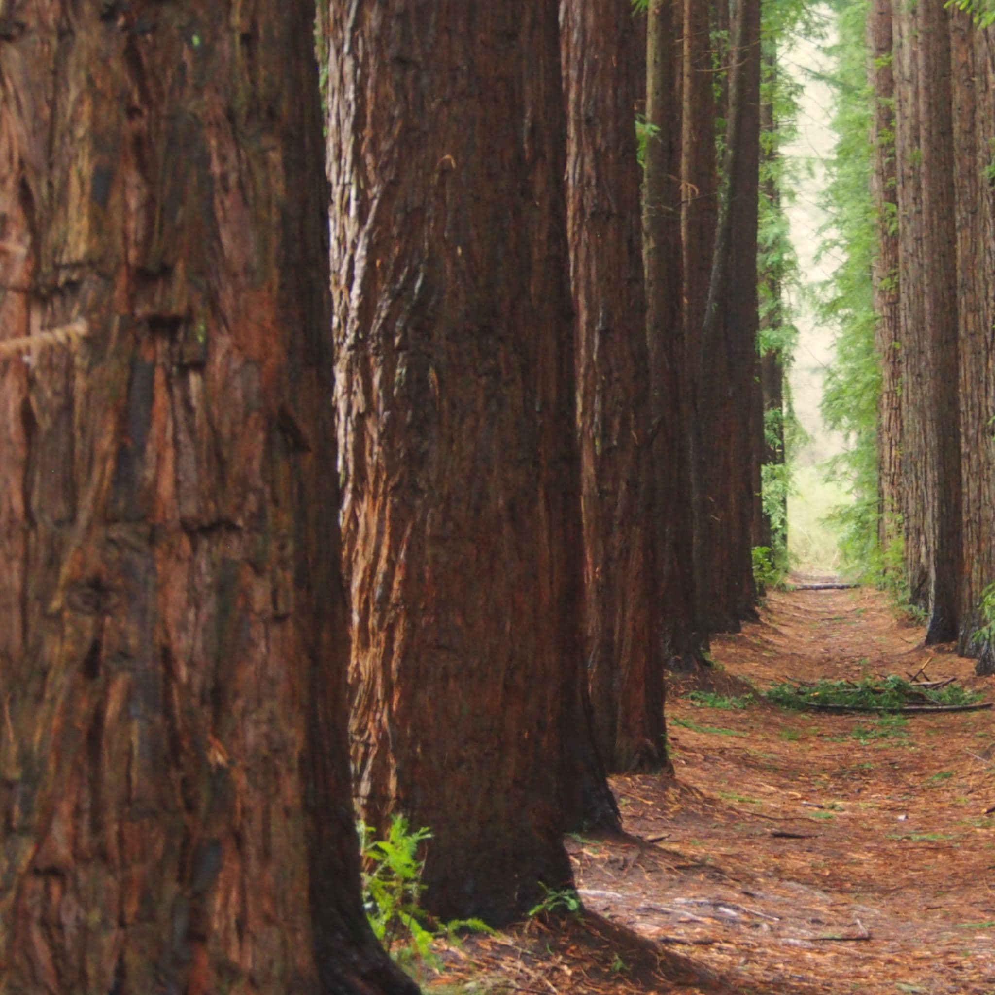 Agriculture & Forestry
